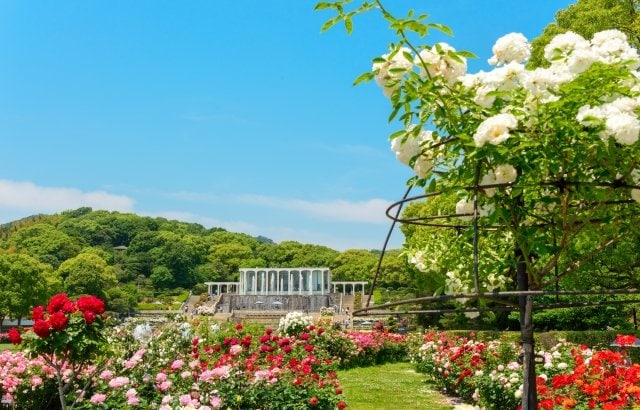 出所：バリューマネジメント株式会社「【LE UN 神戸迎賓館】須磨離宮「王侯貴族のバラ園」チケット付きランチを販売開始」（PR TIMES）