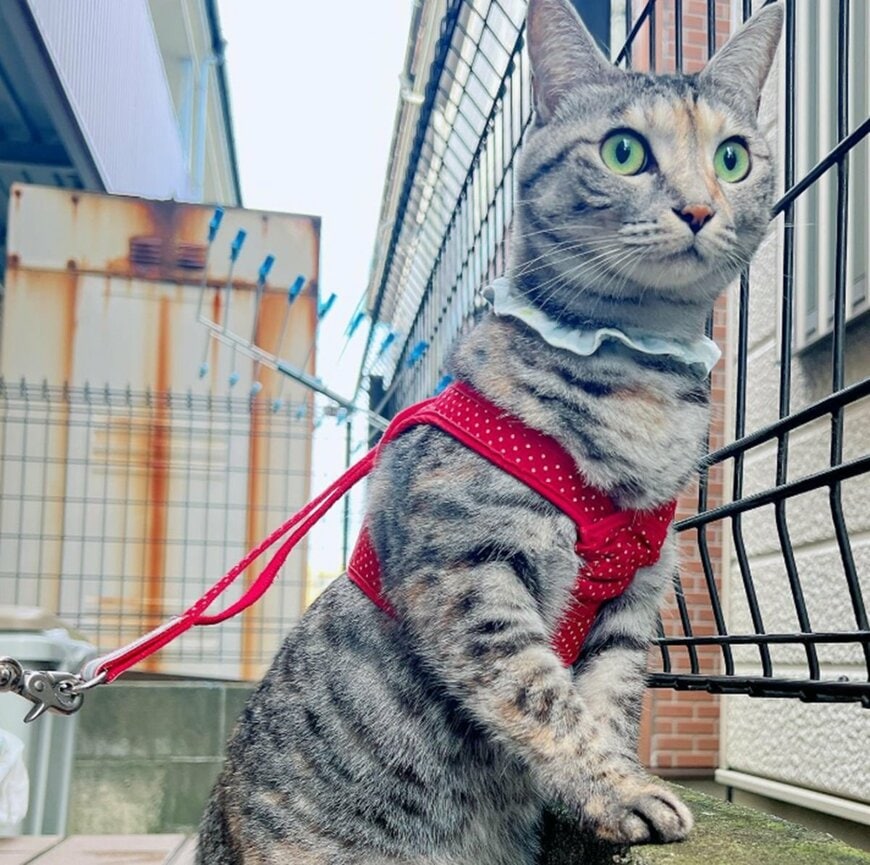 出所：@hikaitimilky