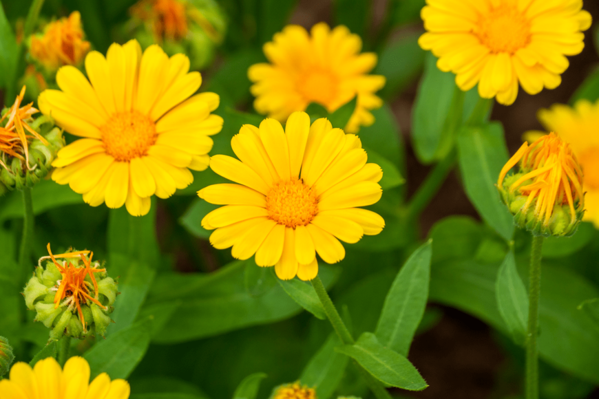 【ガーデニング】冬はビタミンカラーの花で元気に！明るいイエロー系の花オススメ品種8選