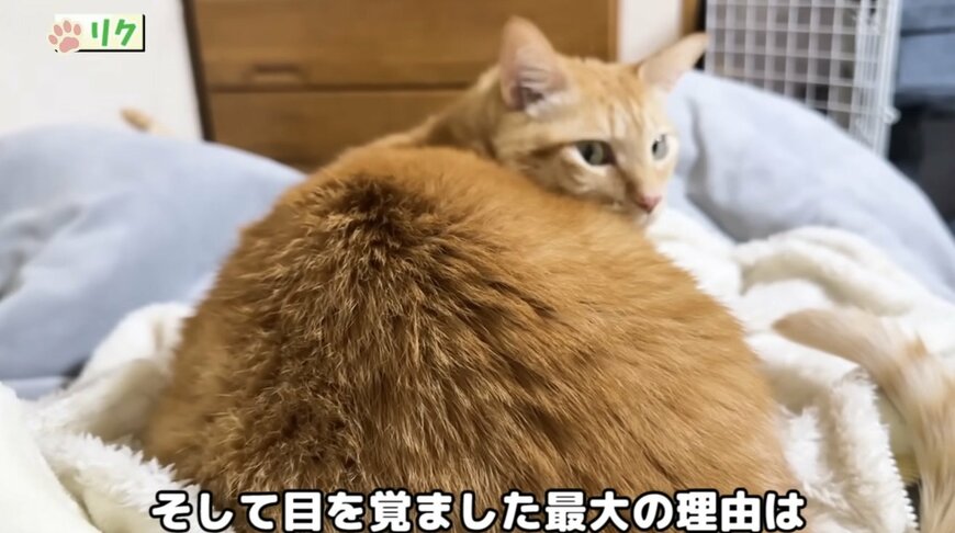 足元に座るリクくん