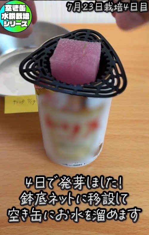 芽が出たサニーレタスを空き缶に移設