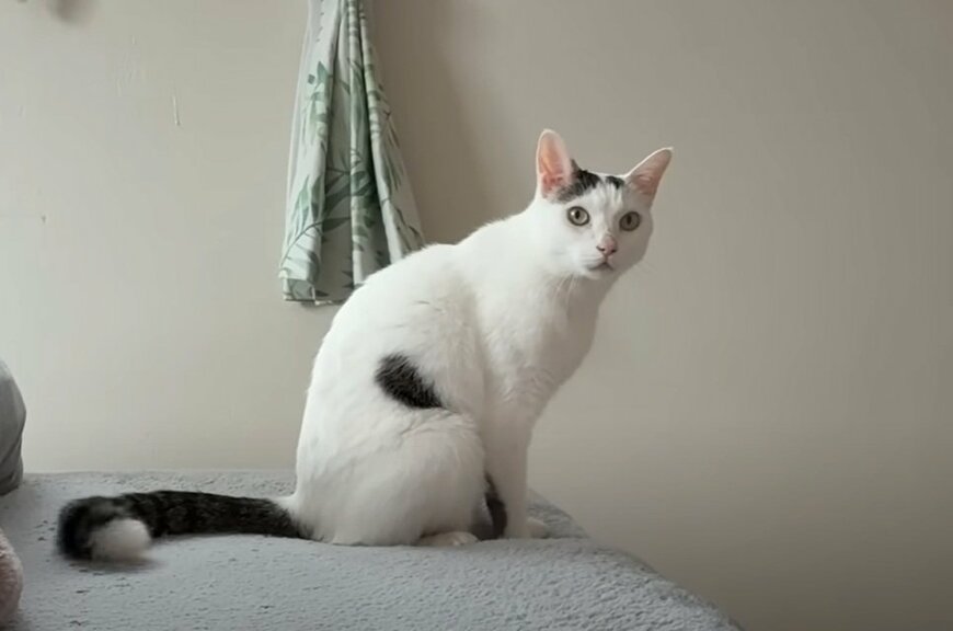 投稿動画のワンシーン