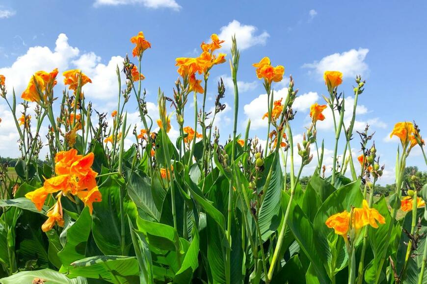 オレンジの花が青空の下で咲いている。