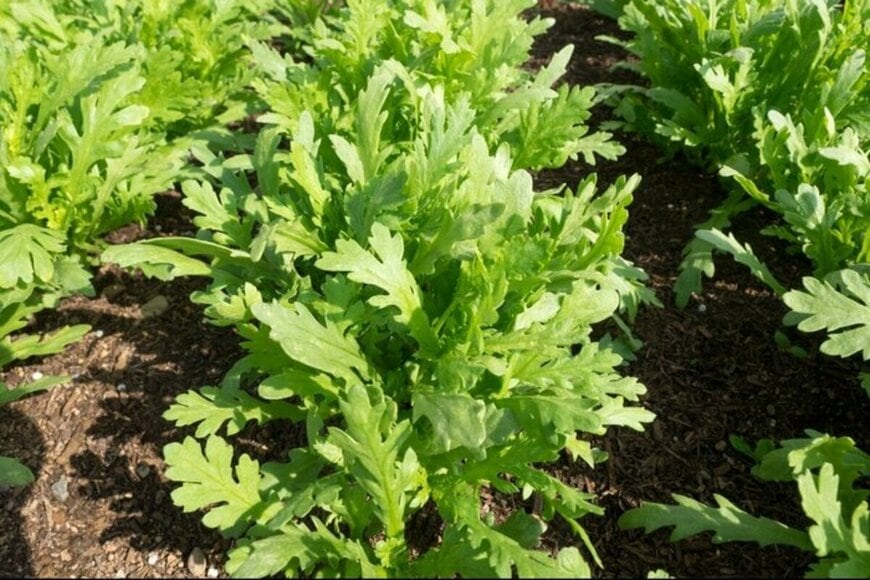 畑に植わっている収穫時期を迎えたシュンギク