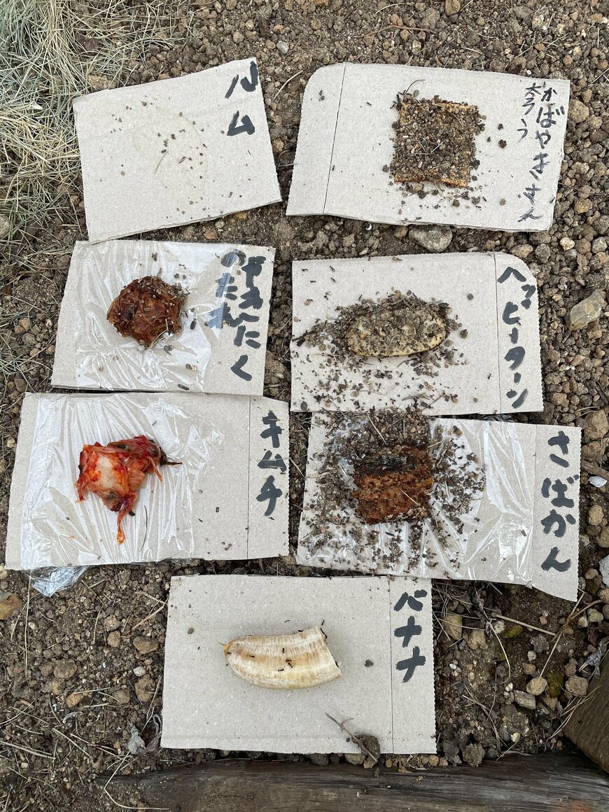 アリが群がる食材