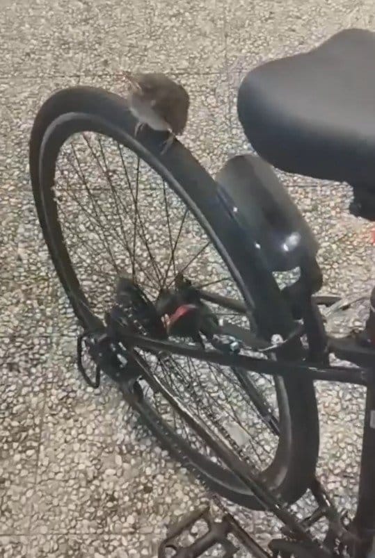 自転車のタイヤにヒナ