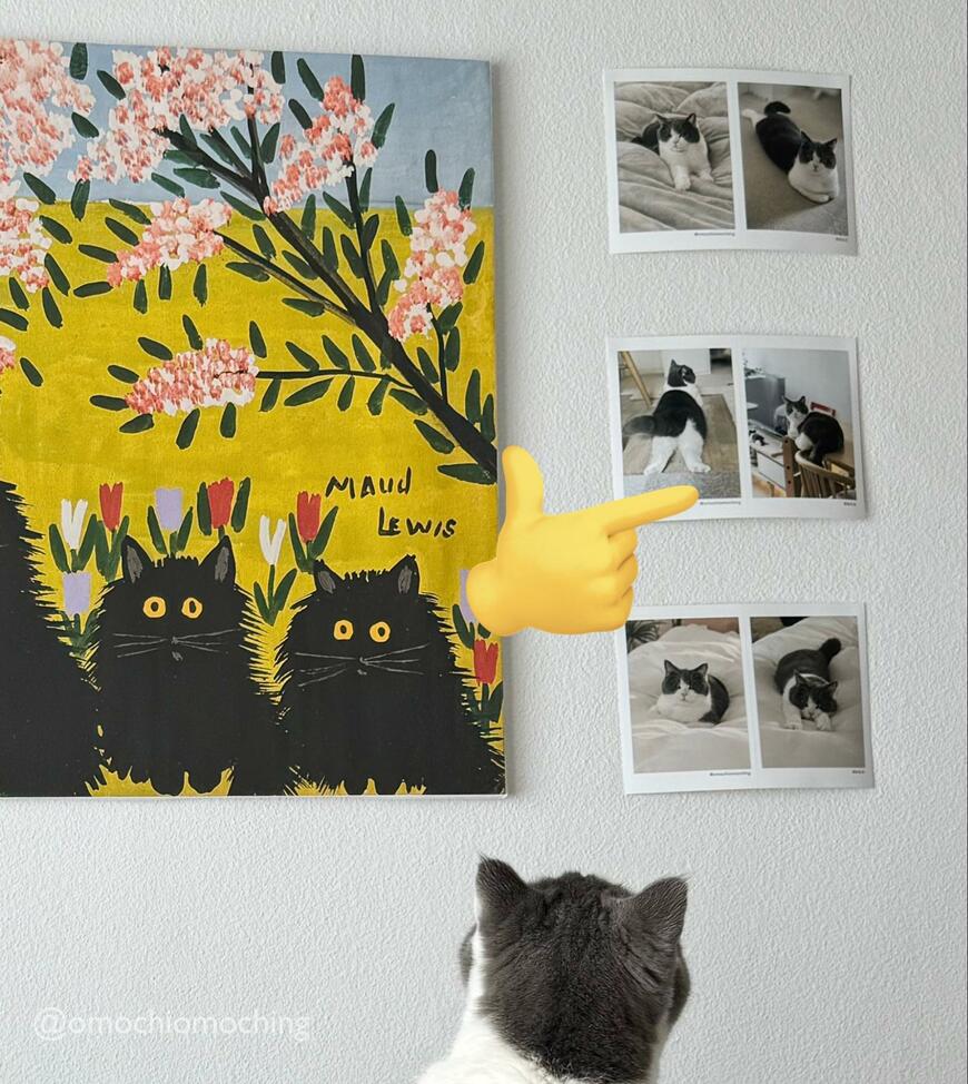 たくさんの猫の写真