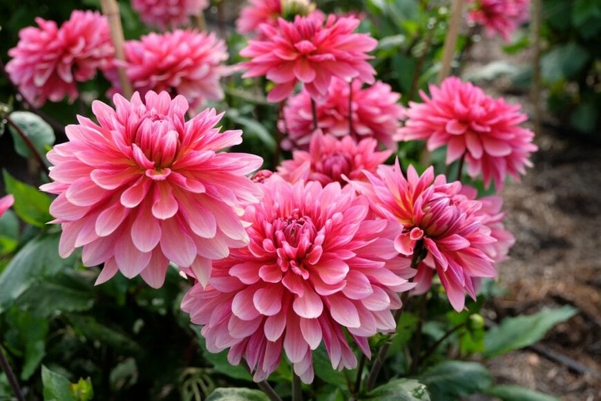 ピンクの花を咲かせている、ダリア