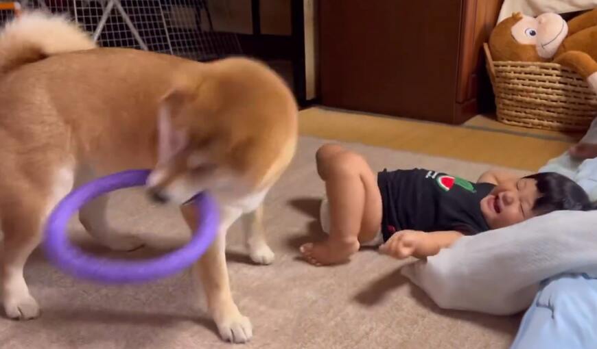 赤ちゃんと柴犬