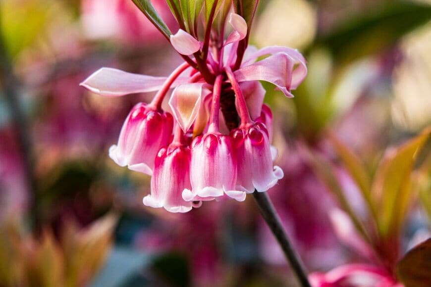 ホンコンドウダンツツジの花