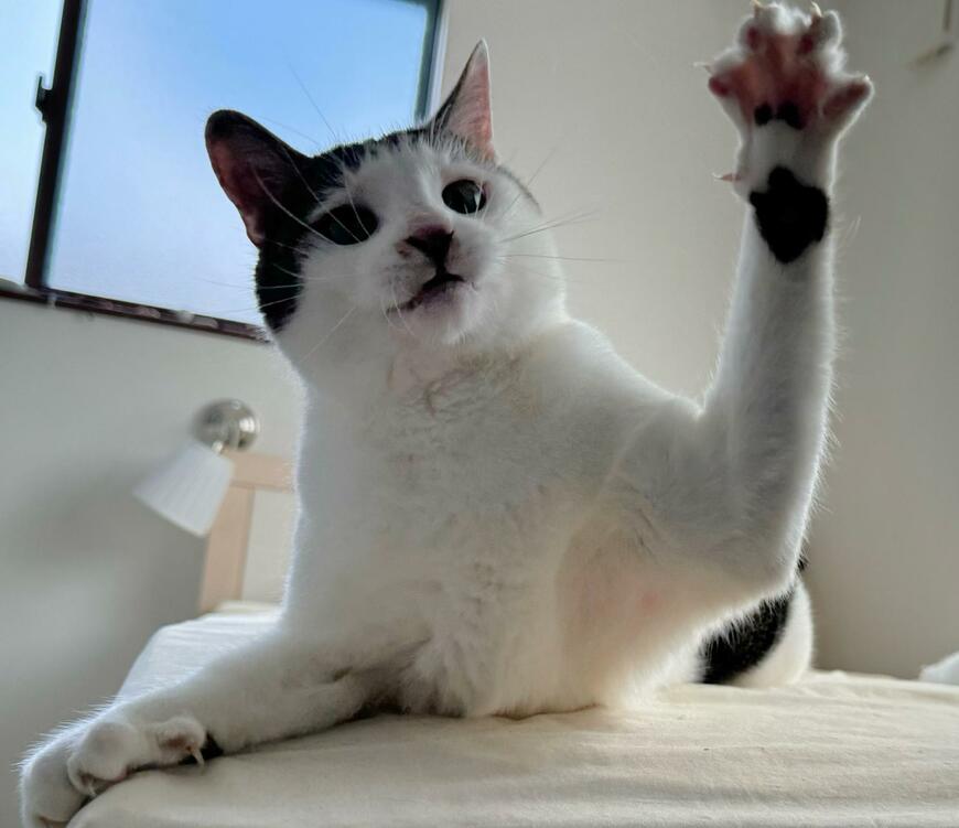 じゃんけんする猫