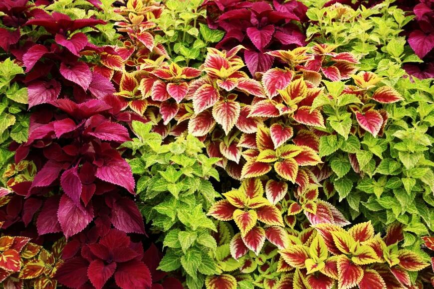 コリウスの葉が茂っている。色は赤や緑。