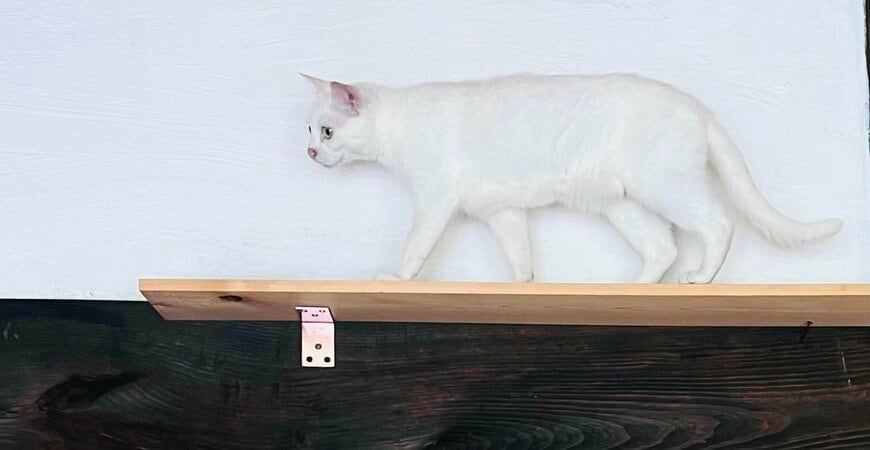白猫