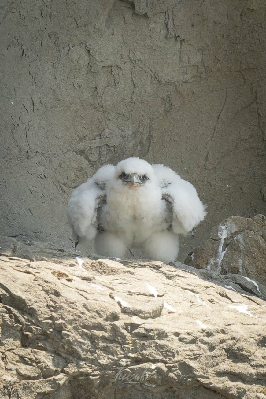 こちらを見つめるハヤブサの雛