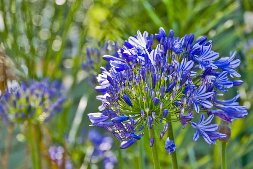 青い花を咲かせている、アガパンサス
