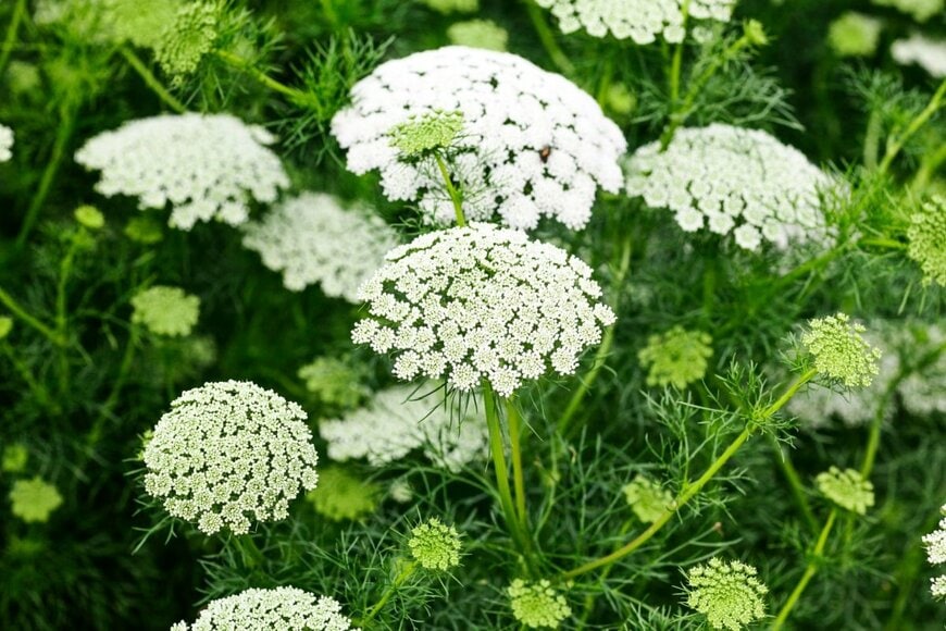 ホワイトレースフラワーが咲いている。色は白。