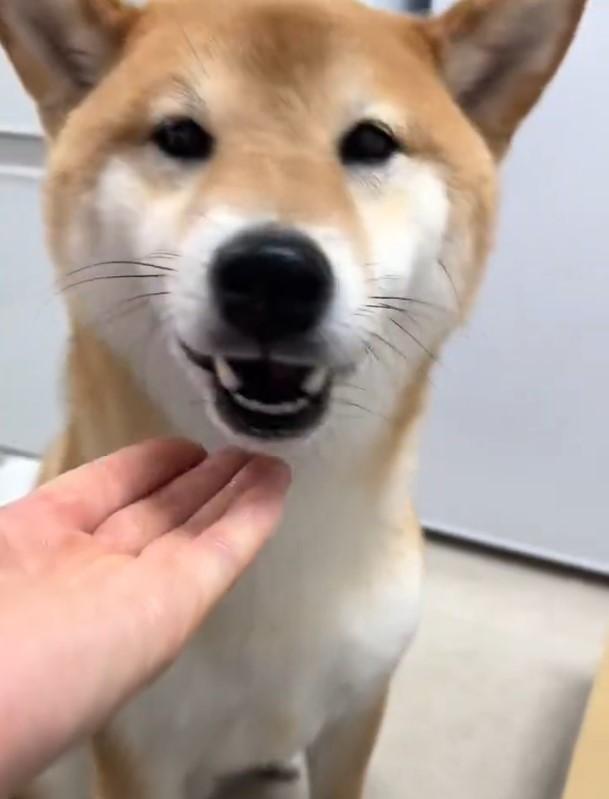座っている犬