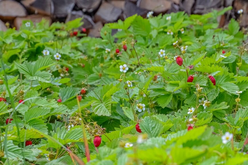 ワイルドストロベリーが茂っている。花は白、実は赤、葉は薄い緑色。