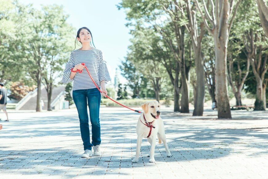 犬の散歩をする女性のイメージ