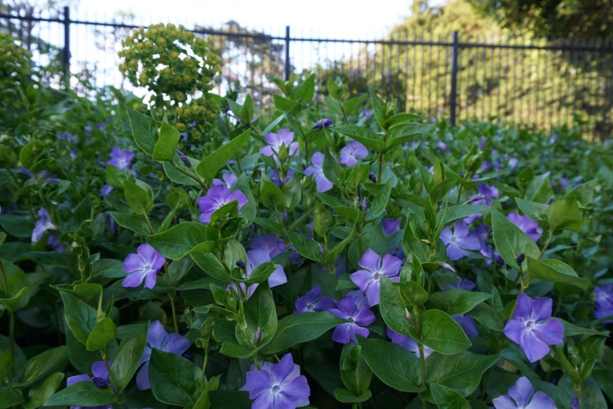 【ガーデニング】植えてはいけないグランドカバー？生育旺盛で繫殖力が強い＜多年草＆低木＞5選
