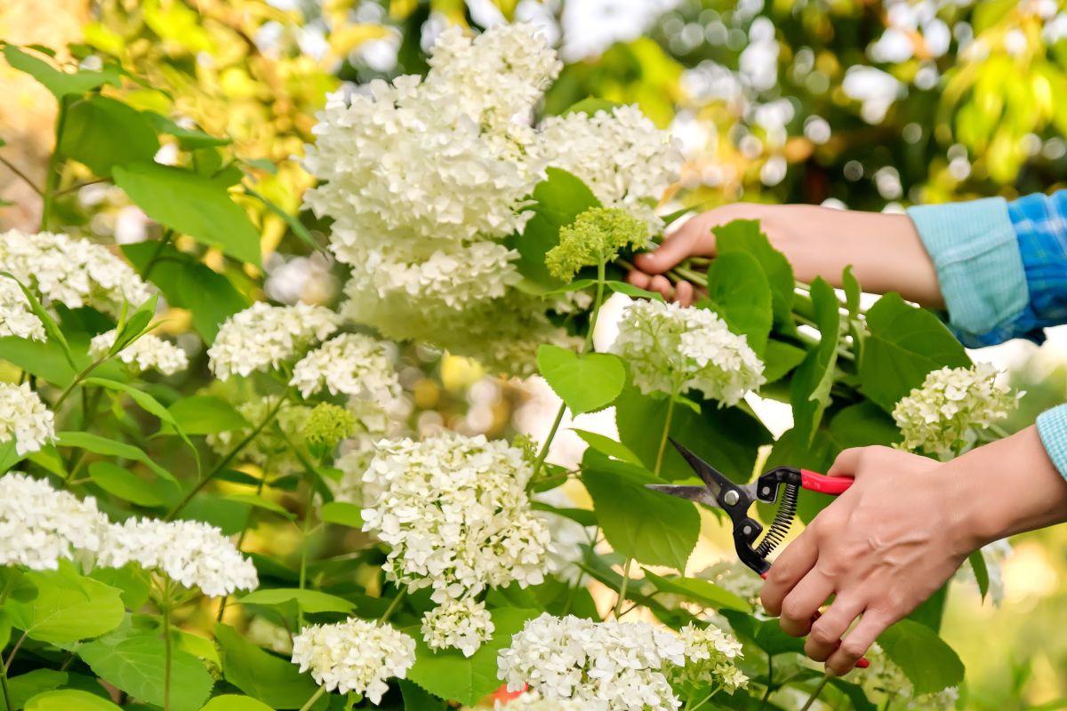 植えっぱなしのアジサイを【剪定＆挿し木】来年も咲かせるカットのコツ