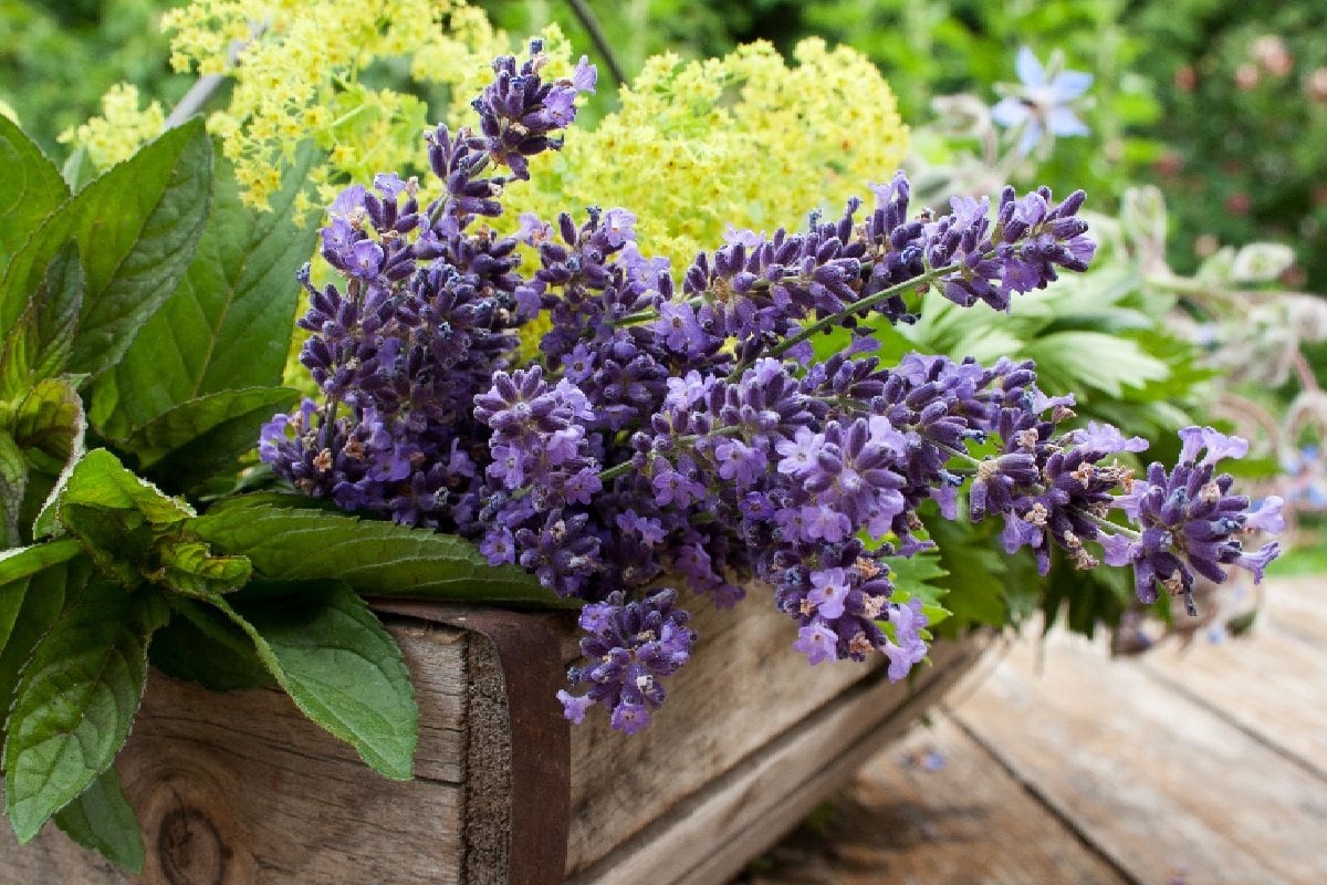 ガーデニング】今が咲きごろ！ハーブの女王「ラベンダー」の魅力を大