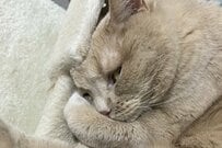 飼い主が帰宅した際の「猫の様子」に思わず二度見　「まさかのお出迎え」に共感の声
