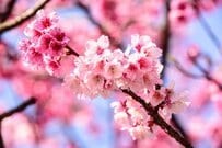 【4月分から増額・支給は6月から】厚生年金・国民年金は1.9％増額へ「年金生活者支援給付金」の対象者とは？