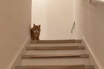 今流行りの「マッハー」で猫と会話　呼んだら「トコトコ近づく姿」に悶絶必至