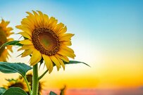 【65歳以上】おひとりさま世帯の「生活費・年金額・貯蓄額」はどれくらい？