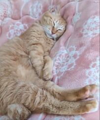 【スヤスヤ眠る猫ちゃん】びよ〜んと伸びた脚が長い！微笑んでいるような寝顔に胸キュン