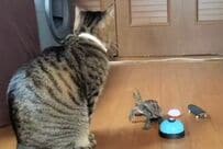 亀の情熱的なドリブルと猫の塩対応が話題！「一瞬立った？！」「ナデナデして欲しいのかな」