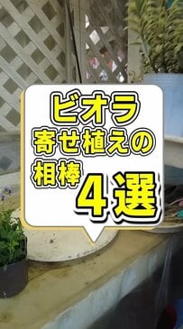 【園芸のプロ解説】初心者でも簡単《ビオラの寄せ植え》がセンスよく決まる！オシャレな相棒4選