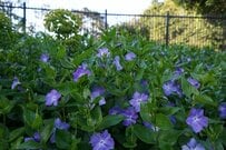 【ガーデニング】植えてはいけないグランドカバー？生育旺盛で繫殖力が強い＜多年草＆低木＞5選