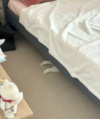 猫ちゃんがいない！探していると　「まさかの光景」に思わず笑っちゃう！