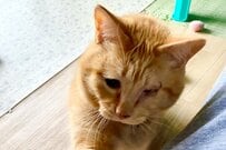 愛情深い家族に迎えられた保護猫　幸せに満ちた「おねだり」に…