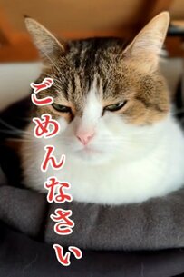 【1人で反省？】ママに叱られて押し入れにいる猫ちゃんの姿が「可愛すぎる」と話題に