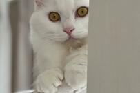 キャットタワー移動したら「痩せそう」元保護猫の行動にホッコリ