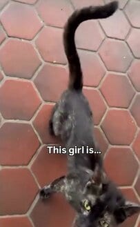「あなたの優しさのおかげで、彼女は安全です」タイルの床でうずくまっていた1匹の猫、多くの支援に包まれる