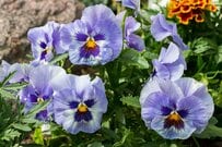 【ガーデニング】小さな庭や玄関前の「ニッチな空間」が垢抜ける！オススメの植物6選