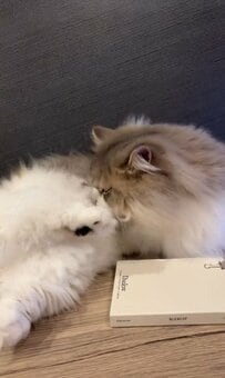 おててが短い猫ちゃんが兄妹喧嘩？！→かわいすぎる衝撃の展開に悶絶！