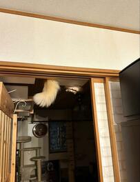 帰宅後に電気をつけると　猫の「まさかの顔」に思わず変な声が出る事態