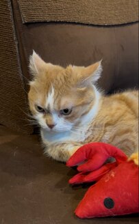 普段は「クリクリお目目」なのに…鋭い眼光の猫ちゃんから目が離せない！