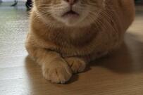 元保護猫さん「もっと褒めてニャ～」けなげな「アピール顔」が愛くるしい