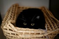 【暗闇に擬態する謎の物体！？】猫ちゃんが丸まって隠れる様子に大反響！『猫ちゃんはどこ？』