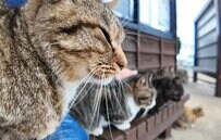 「また会いたいニャ」猫島フェリー乗り場に猫ちゃん大集合！お見送りシーンが感動的でした