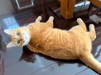 【猫ちゃん化石になる？】丸まりかけの渦巻き姿が「不思議なポーズ」と話題に