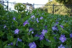 【ガーデニング】植えてはいけないグランドカバー？生育旺盛で繫殖力が強い＜多年草＆低木＞5選
