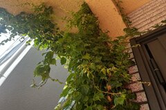 【ガーデニング】安易に地植えしてはいけない《生育旺盛すぎる》つる植物5選