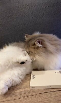 おててが短い猫ちゃんが兄妹喧嘩？！→かわいすぎる衝撃の展開に悶絶！